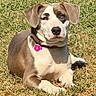 Gracie joined the competition — help win amazing prizes! dog, puppy, pit_bull, portrait, grass, outdoor, pet, canine, sitting, lying_down, brown_fur, white_fur, floppy_ears, dark_nose, pink_tag, collar, front_paws, sunlight, yard, animal