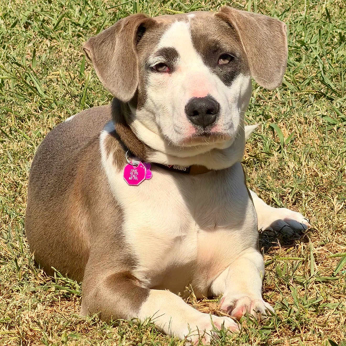 Gracie