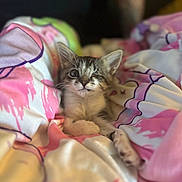 Leaf joined the competition — help win amazing prizes! kitten, cat, one_eye, blanket, pink, white, soft, cozy, cute, pet, animal, fur, resting, domestic_animal, young, comfort, indoor, closeup, portrait, relaxed