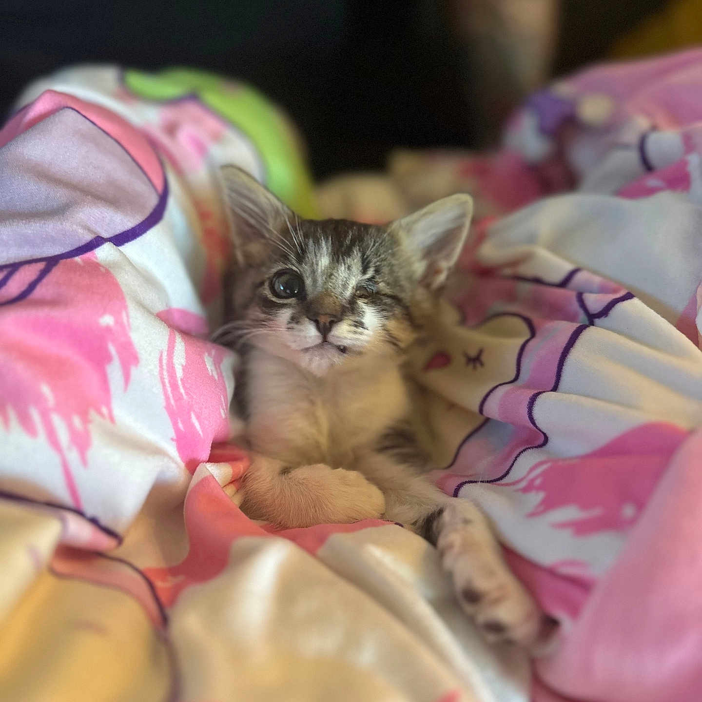 Leaf joined the competition — help win amazing prizes! animal, blanket, cat, closeup, comfort, cozy, cute, domestic_animal, fur, indoor, kitten, one_eye, pet, pink, portrait, relaxed, resting, soft, white, young