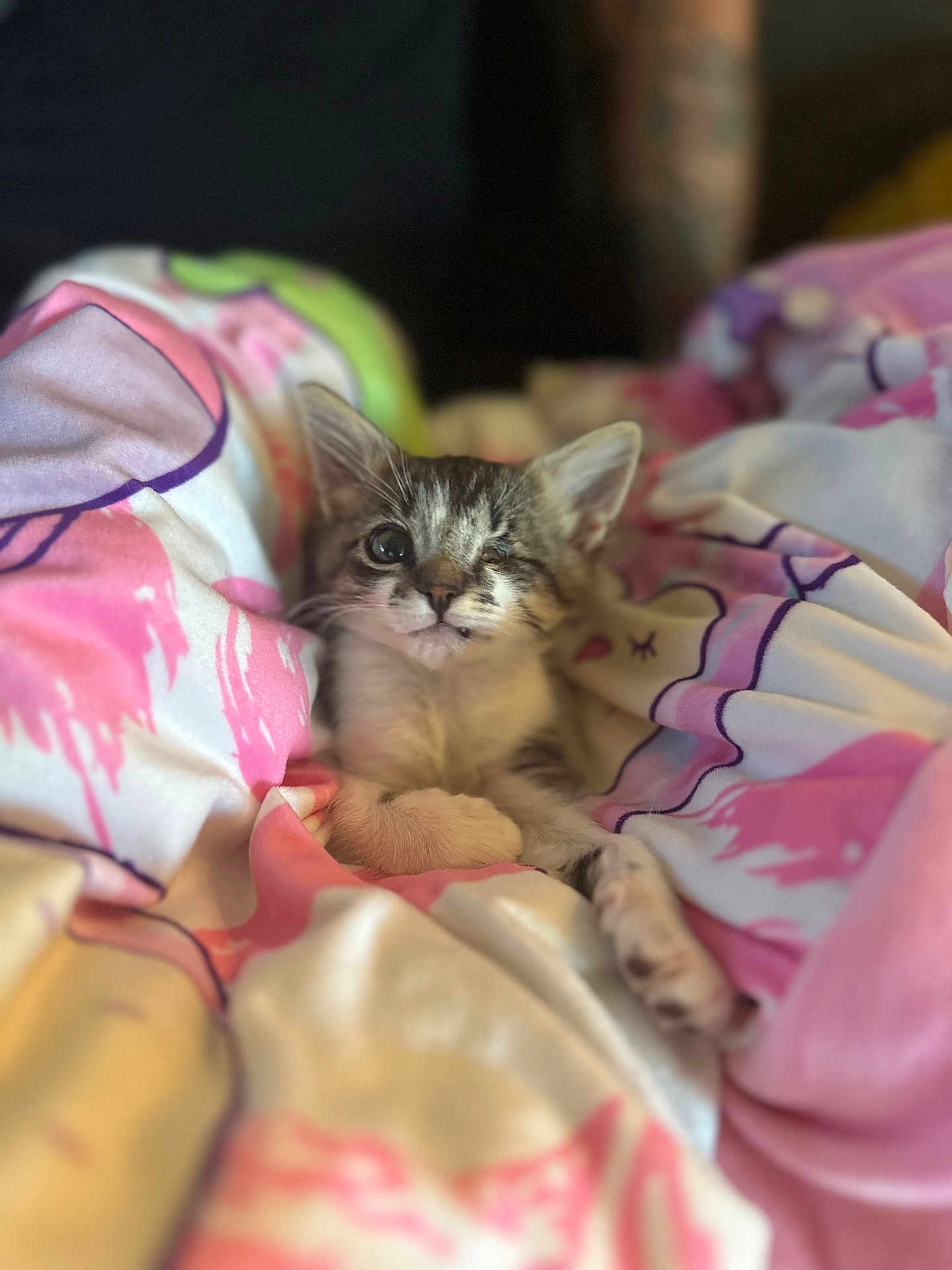 Leaf joined the competition — help win amazing prizes! kitten, cat, one_eye, blanket, pink, white, soft, cozy, cute, pet, animal, fur, resting, domestic_animal, young, comfort, indoor, closeup, portrait, relaxed