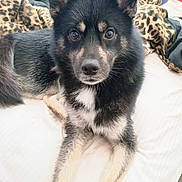 Socks joined the competition — help win amazing prizes! dog, black_fur, tan_fur, bed, blanket, leopard_print, toy, indoor, pet, animal, fur, lying_down, curious, ears_up, close_up, cute, companion, household, domestic, resting