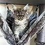 Brumenn a rejoint le concours — aidez-le/la à gagner de superbes lots ! abyssinian, animal, blanket, cat, kitten, manx, pet, quilt, siamese