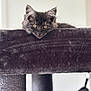 abyssinian, angora, animal, blackcat, blanket, brasssection, cat, couch, furniture, homedecor, horn, kitten, manx, musicalinstrument, pet, siamese