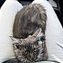 Brumenn participe au concours pour gagner de l'argent avec cette photo : abyssinian, angora, animal, armchair, brasssection, cat, chair, couch, cushion, furniture, gray, homedecor, horn, kitten, manx, musicalinstrument, pet, rat, rodent, siamese