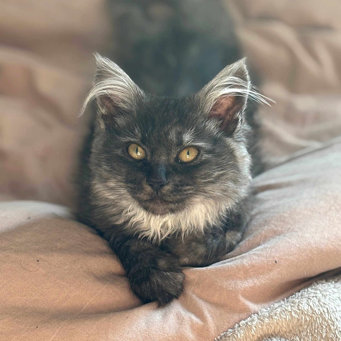 Brumenn participe au concours pour gagner de l'argent avec cette photo : abyssinian, angora, animal, bed, bedroom, blanket, brasssection, cat, couch, furniture, horn, indoors, kitten, manx, musicalinstrument, person, pet, quilt, room, snout