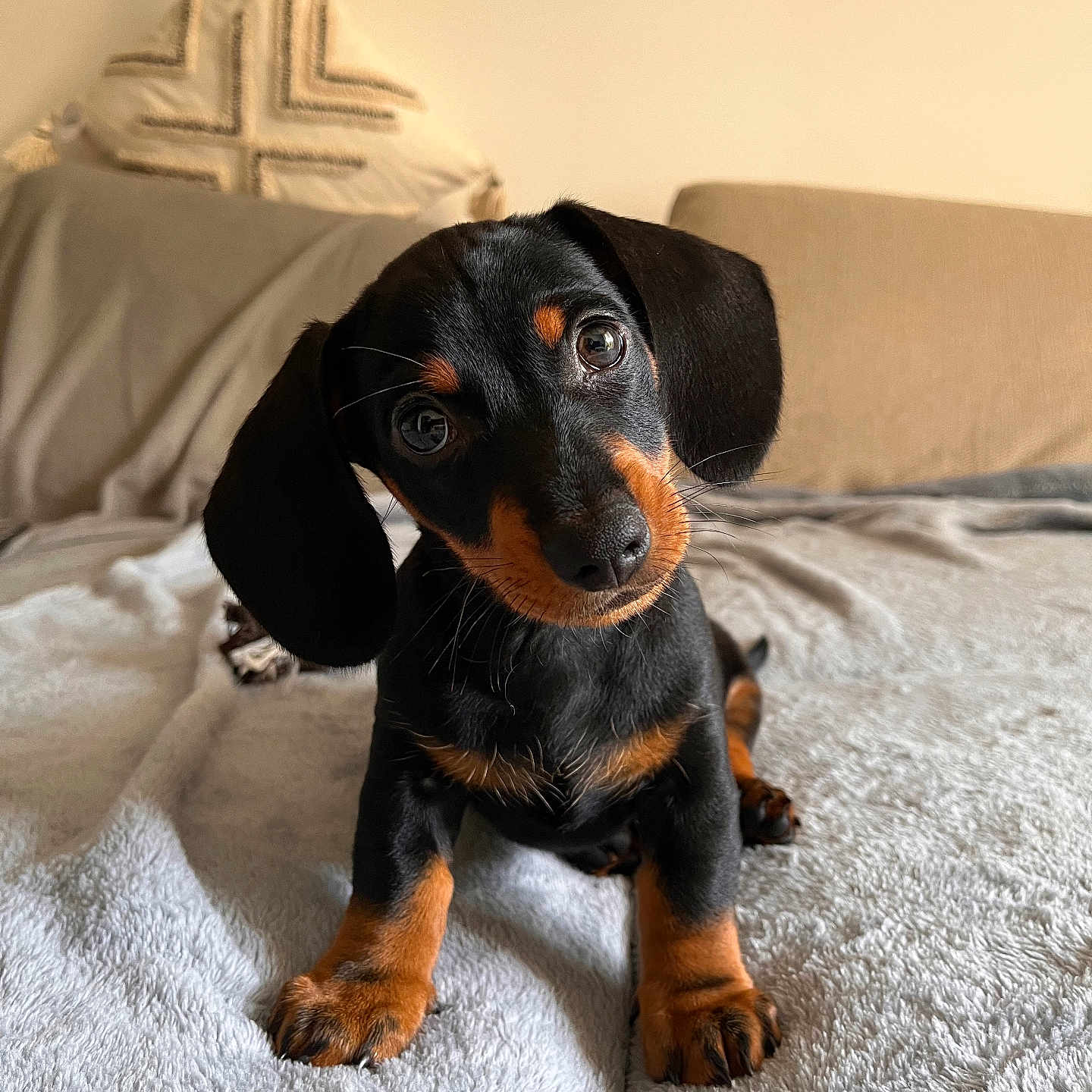 Spy a rejoint le concours — aidez-le/la à gagner de superbes lots ! animal, beagle, bed, bedroom, blanket, canine, cockerspaniel, couch, cushion, dog, furniture, homedecor, hound, indoors, labradorretriever, linen, pet, puppy, room, snout