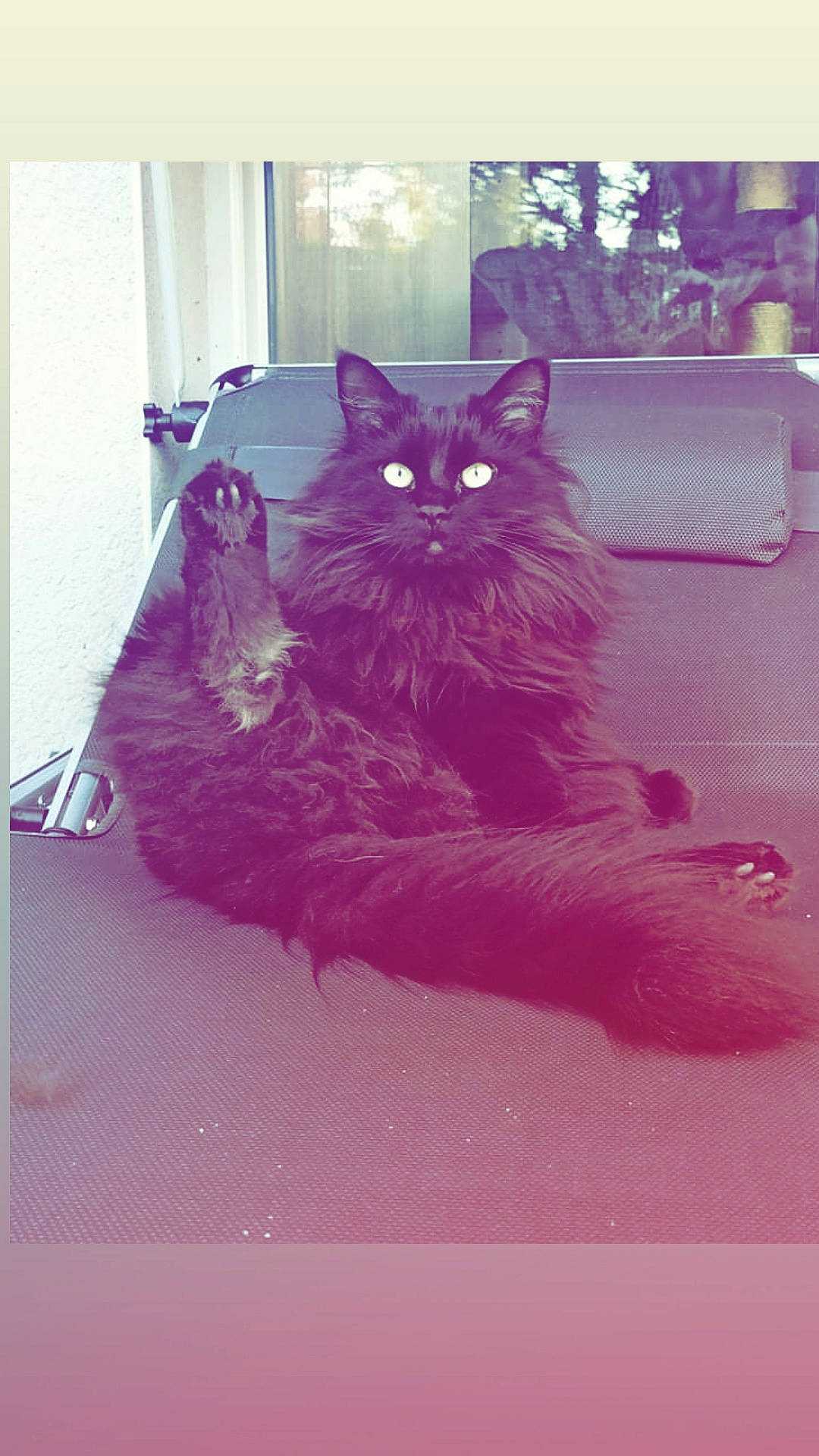 Loullig participe au concours pour gagner de l'argent avec cette photo : black_cat, carnivore, cat, domestic_short_haired_cat, felidae, fur, grey, magenta, pattern, pink, plant, purple, rectangle, room, small_to_medium_sized_cats, snout, tail, tints_and_shades, violet, whiskers