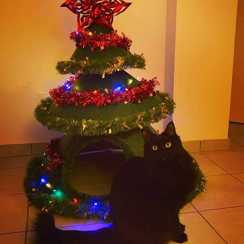 Loullig a rejoint le concours — aidez-le/la à gagner de superbes lots ! black, carnivore, cat, christmas, christmas_decoration, christmas_ornament, christmas_tree, decoration, event, evergreen, holiday_ornament, light, lighting, ornament, plant, purple, snapshot, tints_and_shades, tree, whiskers
