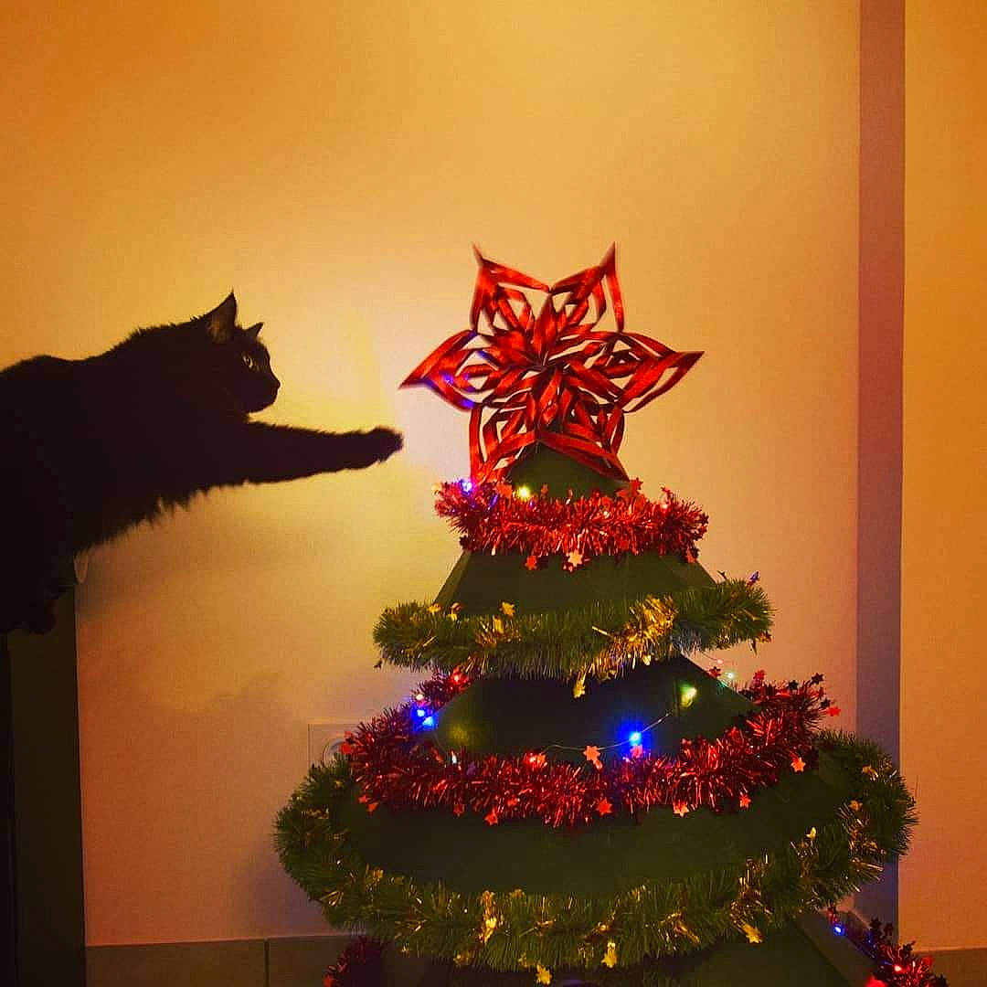 Loullig participe au concours pour gagner de l'argent avec cette photo : branch, carnivore, cat, christmas, christmas_decoration, christmas_ornament, christmas_tree, conifer, decoration, event, evergreen, holiday, holiday_ornament, interior_design, ornament, plant, tints_and_shades, tradition, tree, woody_plant