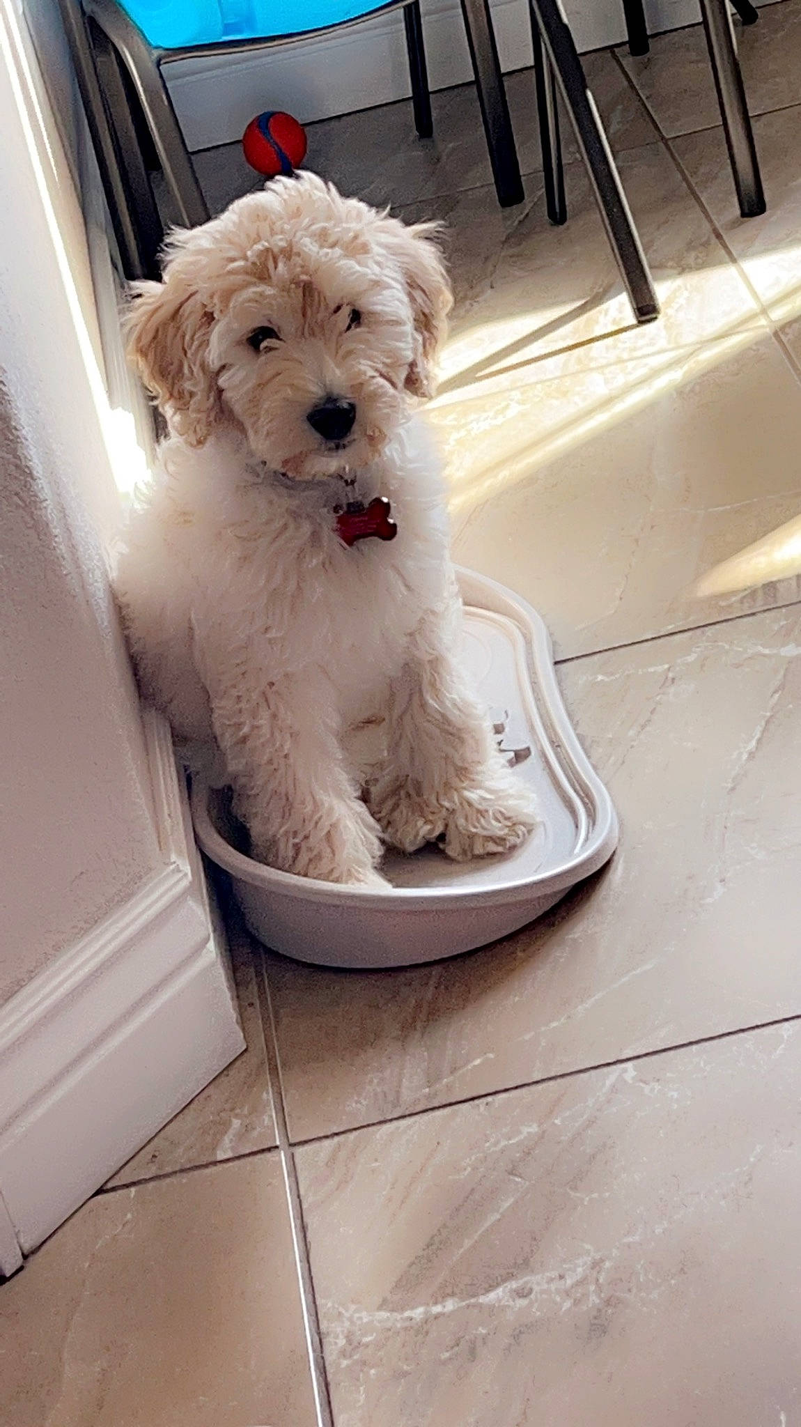 Jordy joined the competition — help win amazing prizes! bichon, carnivore, chair, companion_dog, dog, dog_breed, dog_collar, dog_supply, flooring, labradoodle, non_sporting_group, pet_supply, poodle, poodle_crossbreed, small_terrier, sporting_group, terrier, toy_dog, water_dog, yorkipoo