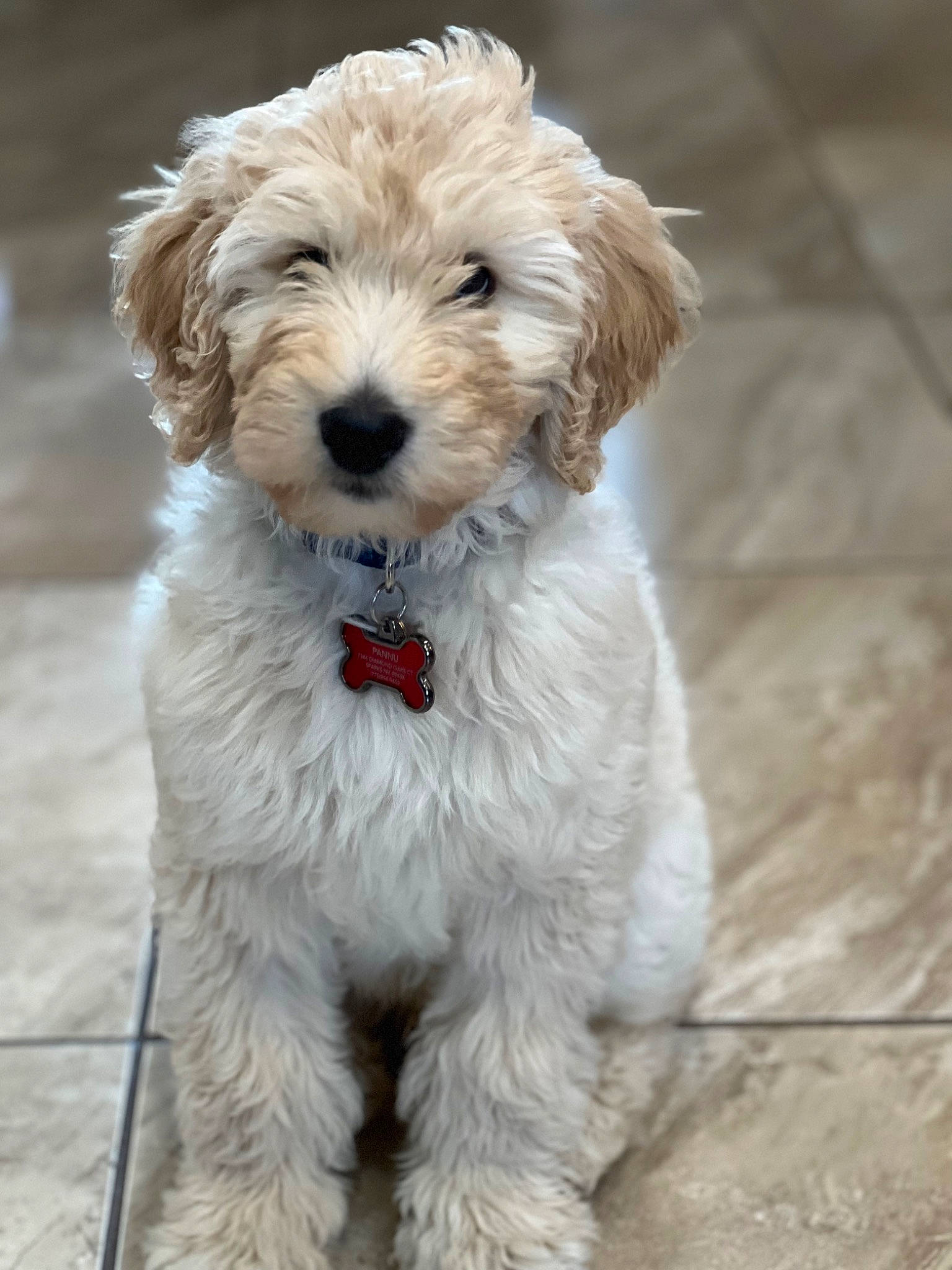 Jordy joined the competition — help win amazing prizes! canidae, carnivore, companion_dog, dog, dog_breed, dog_collar, fur, labradoodle, maltepoo, non_sporting_group, small_terrier, snout, sporting_group, terrier, toy_dog, water_dog, working_animal