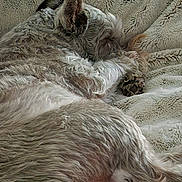 Coco is registered to the contest to win money with this photo: dog, sleeping, cozy, blanket, fur, pet, resting, indoor, relaxation, soft, curled_up, cute, animal, paw, ears, companion, domestic, close_up, warm, comfort