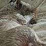 dog, sleeping, cozy, blanket, fur, pet, resting, indoor, relaxation, soft, curled_up, cute, animal, paw, ears, companion, domestic, close_up, warm, comfort