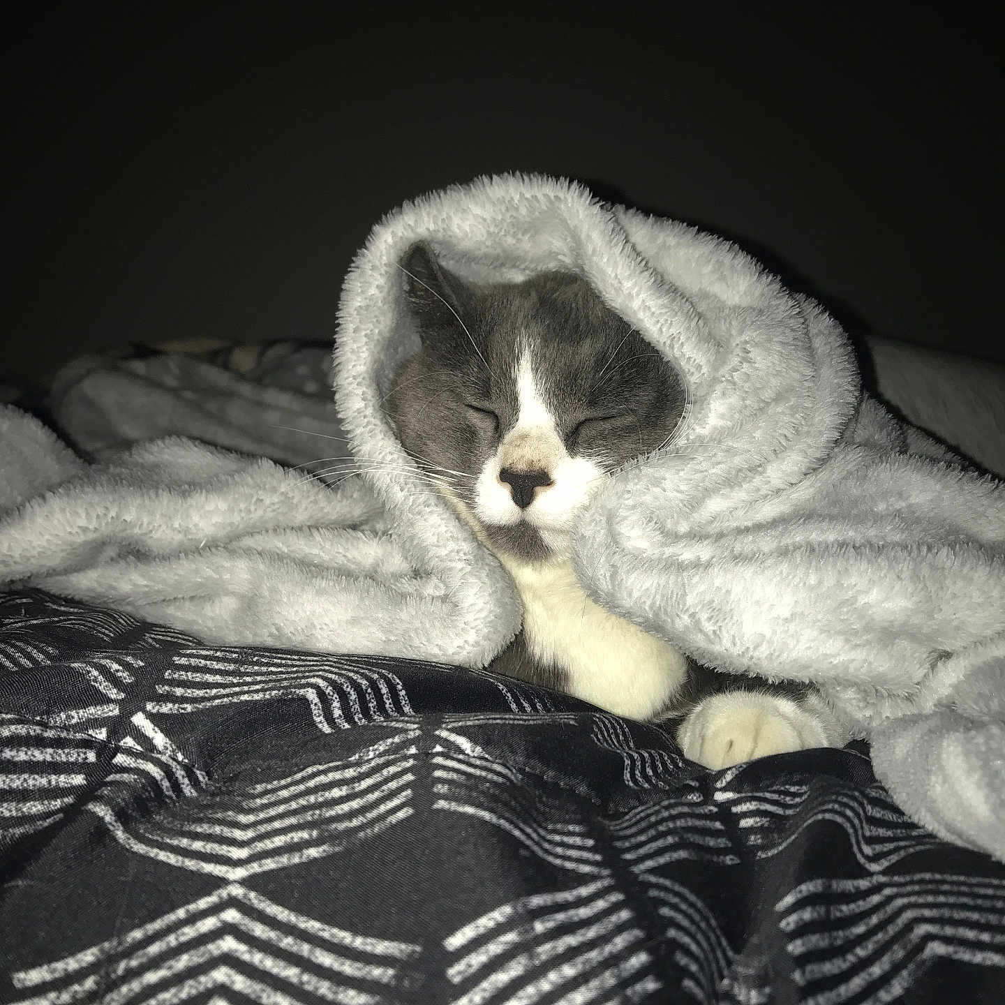 Amigo