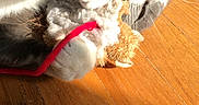Amigo is registered to the contest to win money with this photo: cat, gray_and_white, toy, red_string, wooden_floor, sunlight, shadow, whiskers, playful, pet, indoor, cozy, blanket, fur, paw, relaxed, animal, cute, domestic, feline