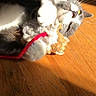 cat, gray_and_white, toy, red_string, wooden_floor, sunlight, shadow, whiskers, playful, pet, indoor, cozy, blanket, fur, paw, relaxed, animal, cute, domestic, feline