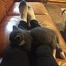 Amigo joined the competition — help win amazing prizes! kitten, cat, legs, socks, black_pants, couch, leather_couch, indoor, relaxing, pet, animal, feline, cozy, resting, living_room, floor, furniture, casual, home, comfort
