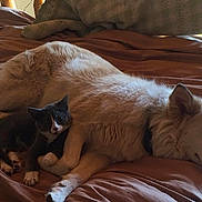 Amigo is registered to the contest to win money with this photo: dog, cat, kitten, bed, blanket, resting, cozy, fur, pet, animal, indoor, sleeping, comfort, companions, relax, cute, friendship, black_and_white_cat, white_dog, napping