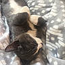Amigo joined the competition — help win amazing prizes! cat, sleeping, gray_cat, white_paws, blanket, cozy, resting, pet, animal, feline, fur, cute, domestic_cat, indoors, soft_texture, relaxation, comfort, nap, peaceful, bed