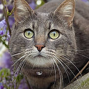 Elvis participe au concours pour gagner de l'argent avec cette photo : animal, cat, close_up, curious, eyes, fur, gray_cat, green_eyes, leaf, mammal, nature, outdoor, pet, plant, portrait, purple_flowers, tabby_cat, tree_branch, whiskers, wildlife