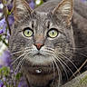 animal, cat, close_up, curious, eyes, fur, gray_cat, green_eyes, leaf, mammal, nature, outdoor, pet, plant, portrait, purple_flowers, tabby_cat, tree_branch, whiskers, wildlife