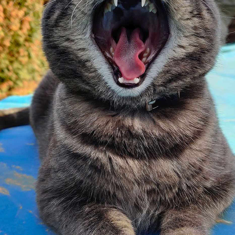 Elvis