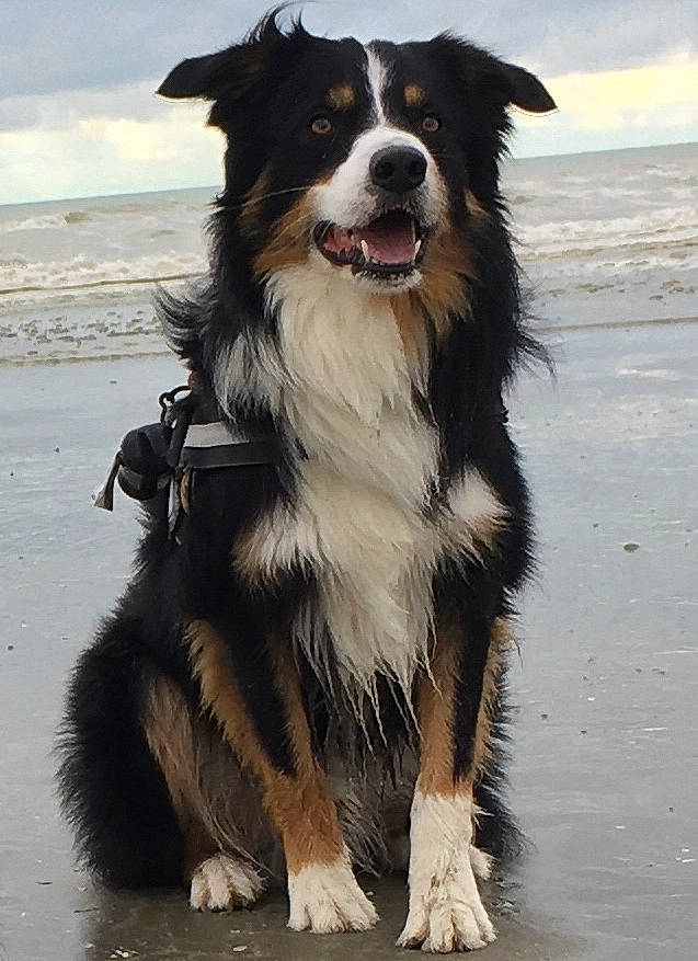 Nino a rejoint le concours — aidez-le/la à gagner de superbes lots ! australian_collie, beach, border_collie, canidae, carnivore, cloud, collar, companion_dog, dog, dog_breed, fur, herding_dog, sky, sporting_group, water, working_animal, working_dog