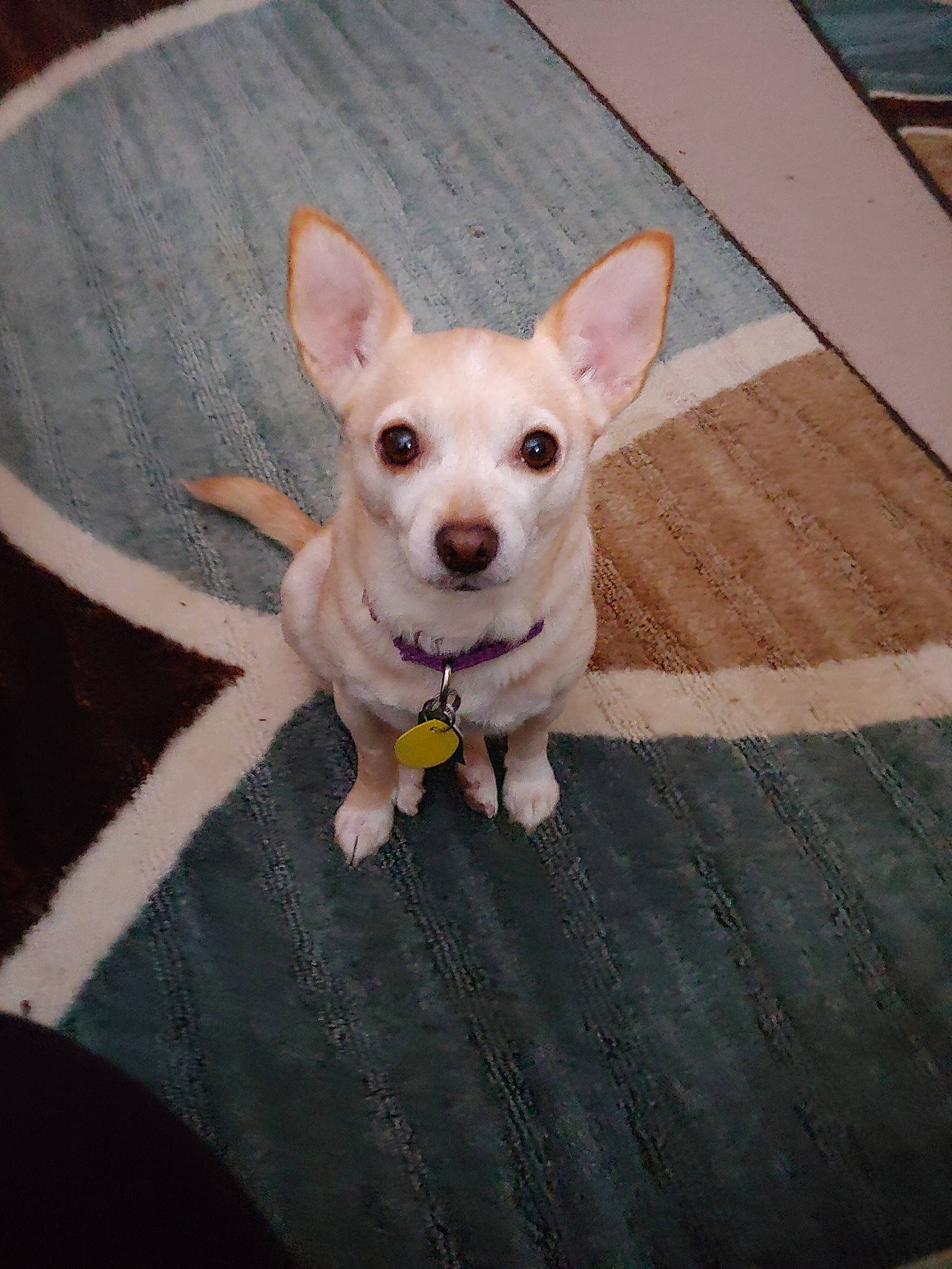 Bella