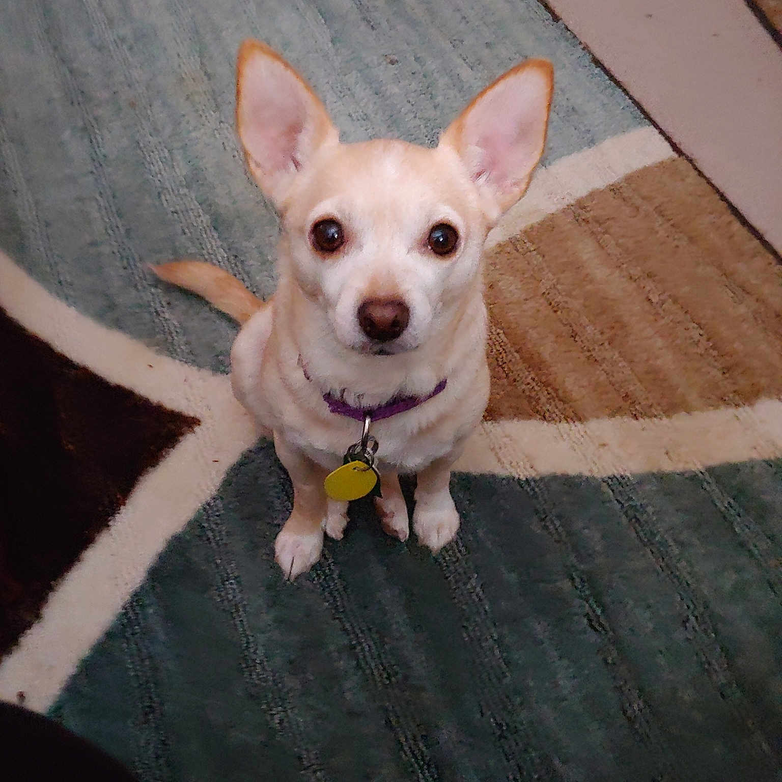 Bella