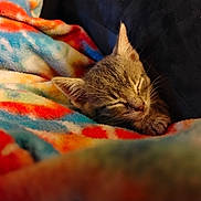Rain Wells joined the competition — help win amazing prizes! kitten, sleeping, blanket, colorful, cozy, fur, pet, animal, cute, closeup, resting, comfort, soft, indoor, warm, feline, nap, domestic_animal, peaceful, portrait