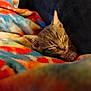 kitten, sleeping, blanket, colorful, cozy, fur, pet, animal, cute, closeup, resting, comfort, soft, indoor, warm, feline, nap, domestic_animal, peaceful, portrait