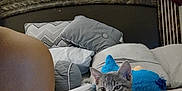 Rain Wells is registered to the contest to win money with this photo: bedroom, kitten, cat, plush_toy, pillow, bed, tattoo, furniture, indoor, resting, curious, gray_tabby, soft, cozy, sleeping_area, animal, pet, decor, headboard, comfort