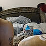 bedroom, kitten, cat, plush_toy, pillow, bed, tattoo, furniture, indoor, resting, curious, gray_tabby, soft, cozy, sleeping_area, animal, pet, decor, headboard, comfort
