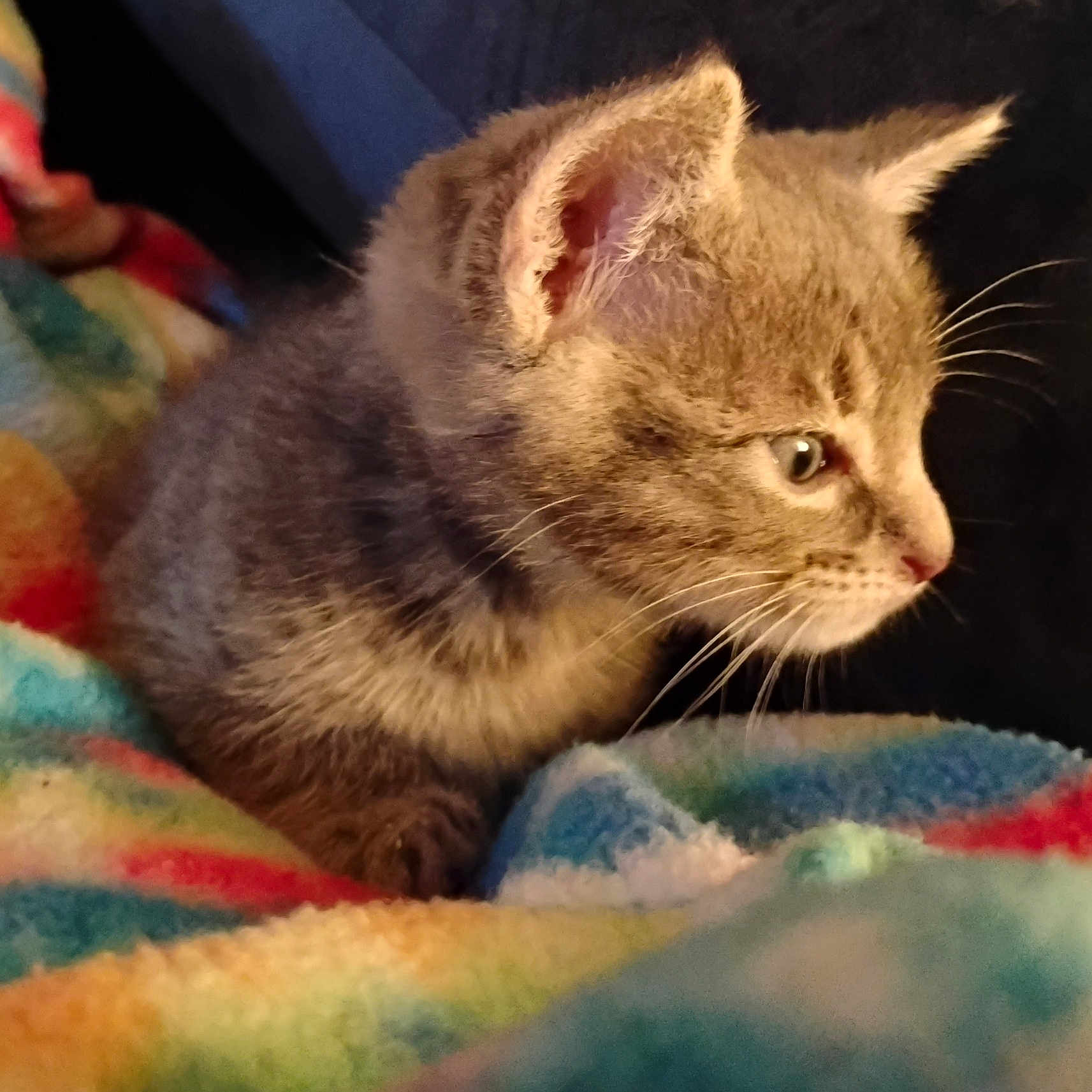 Rain Wells joined the competition — help win amazing prizes! animal, blanket, cat, colorful, cozy, cute, ears, eyes, feline, fur, gray, indoor, kitten, pet, portrait, resting, soft, tabby, whiskers, young