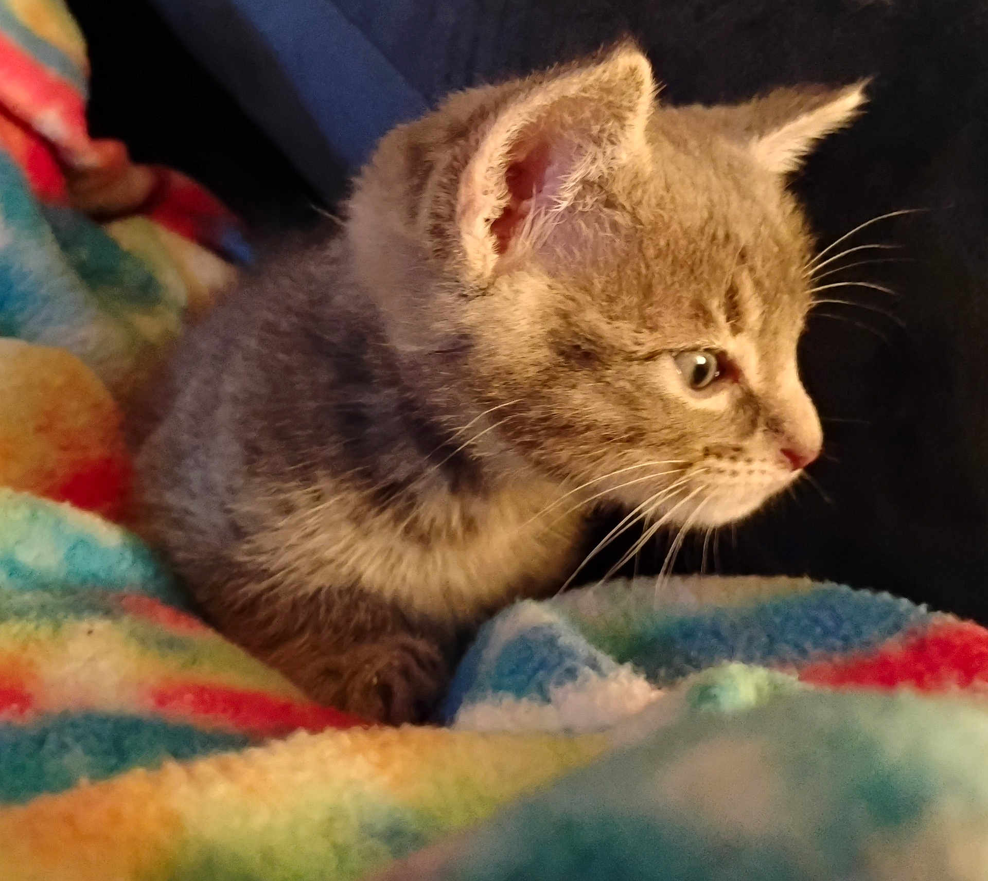 Rain Wells joined the competition — help win amazing prizes! kitten, cat, feline, gray, tabby, fur, whiskers, ears, eyes, blanket, colorful, soft, pet, indoor, cute, young, animal, portrait, cozy, resting