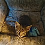 Rain Wells is registered to the contest to win money with this photo: kitten, cat, plush_bed, toy, indoor, pet, feline, young_animal, cozy, soft, curious, small, fur, ears, whiskers, resting, domestic_animal, cute, animal, companion