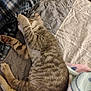 Rain Wells is registered to the contest to win money with this photo: cat, tabby, sleeping, paw, bedspread, quilt, blanket, striped, fur, pet, indoor, cozy, resting, cute, animal, feline, soft, relaxed, comfort, nap