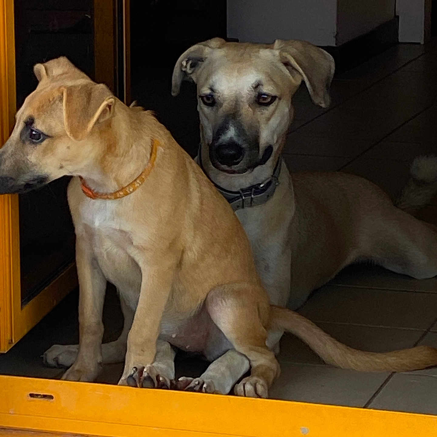 Beucky participe au concours pour gagner de l'argent avec cette photo : animal, collar, companions, dog, doorframe, floor, home, indoor, light_brown, lying_down, orange, pets, quiet, relaxed, resting, shadow, sitting, tile_floor, two_dogs, watchful