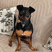 Milo participe au concours pour gagner de l'argent avec cette photo : animal, black_and_tan, black_fur, brown_fur, canine, couch, cozy, dog, fabric, floppy_ears, indoors, open_mouth, palm_tree_pattern, pet, pillow, portrait, sitting, small_dog, sofa, toothy_grin