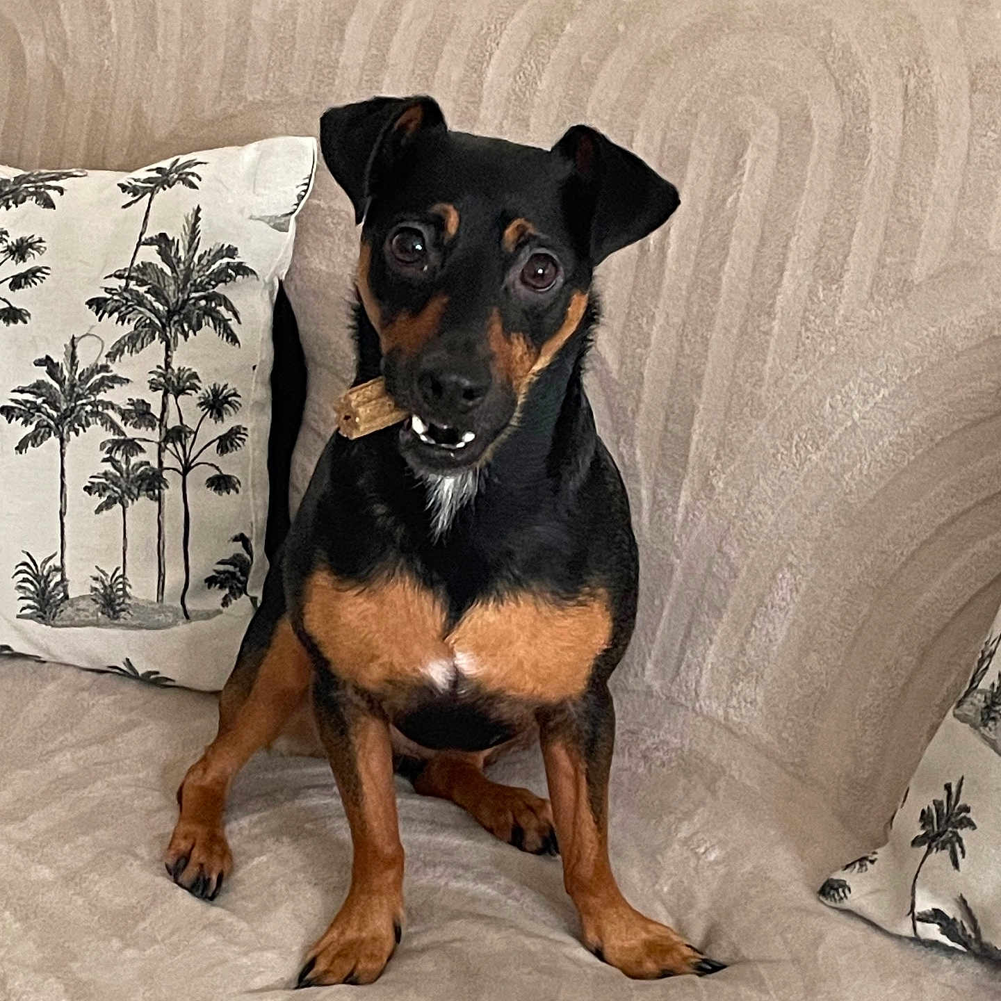 Milo
