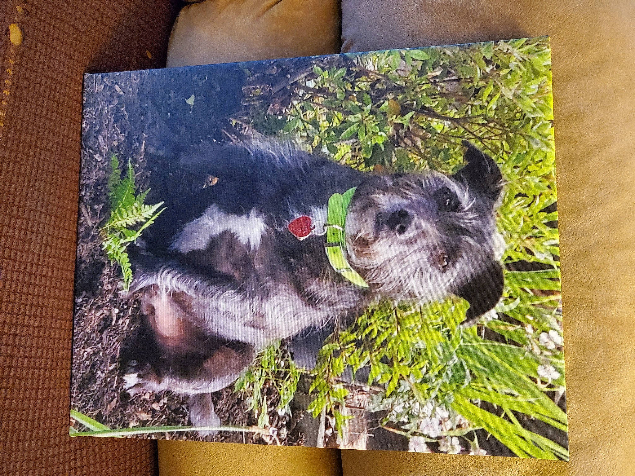 Jojo joined the competition — help win amazing prizes! art, canidae, carnivore, companion_dog, dog, dog_breed, dog_supply, fur, grass, groundcover, pattern, pet_supply, plant, rectangle, snout, sporting_group, terrestrial_animal, visual_arts, working_animal