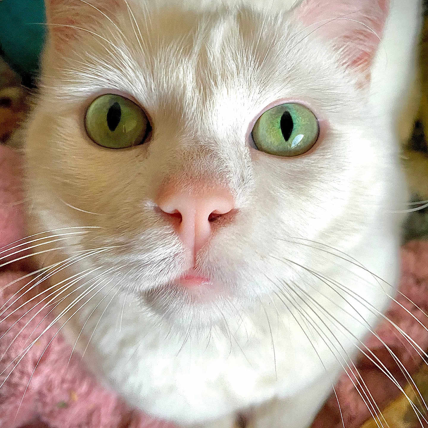 Lucky participe au concours pour gagner de l'argent avec cette photo : abyssinian, angora, animal, bodypart, cat, kitten, manx, mouth, person, pet, siamese, snout, white