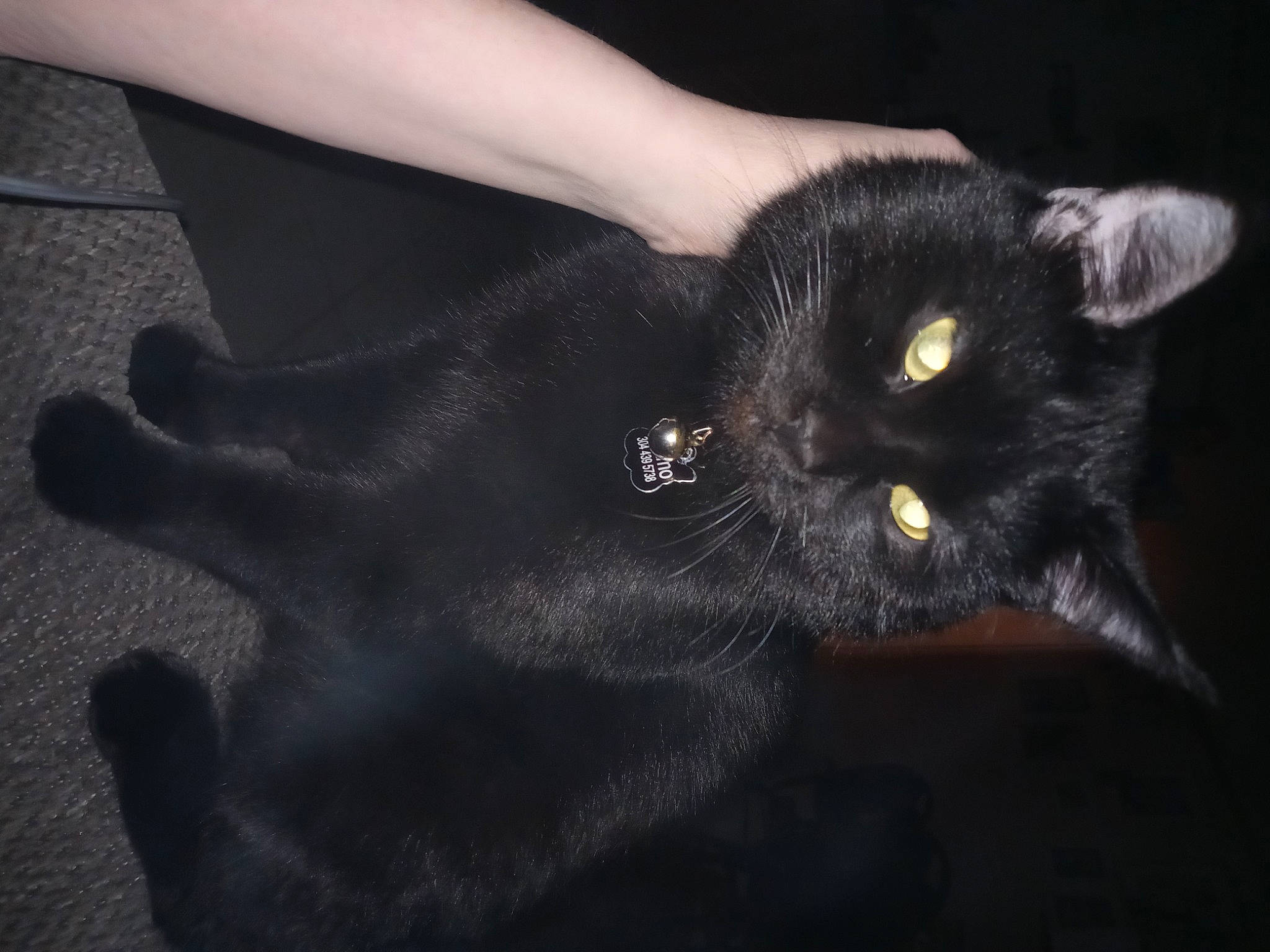 Gizmo is registered to the contest to win money with this photo: black_cat, bombay, carnivore, cat, claw, domestic_short_haired_cat, felidae, foot, fur, gesture, human_leg, nail, small_to_medium_sized_cats, snout, tail, terrestrial_animal, thigh, whiskers, wrist