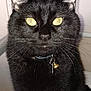 Gizmo joined the competition — help win amazing prizes! cat, black_cat, pet, animal, yellow_eyes, collar, bell, whiskers, fur, close_up, indoor, sitting, looking_at_camera, cute, feline, domestic_cat, portrait, black_fur, face, ears