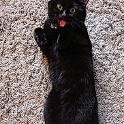 Gizmo is registered to the contest to win money with this photo: black_cat, cat, pet, animal, indoor, rug, playful, tongue_out, wide_eyes, feline, fur, whiskers, collar, close_up, lying_down, cute, domestic_cat, home, texture, curious
