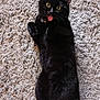 black_cat, cat, pet, animal, indoor, rug, playful, tongue_out, wide_eyes, feline, fur, whiskers, collar, close_up, lying_down, cute, domestic_cat, home, texture, curious