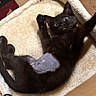 black_cat, kitten, pet, cat_bed, feline, stretching, indoor, fur, playful, animal, cute, wide_eyes, paw, shaved_patch, cozy, soft, resting, looking_up, domestic_cat, floor