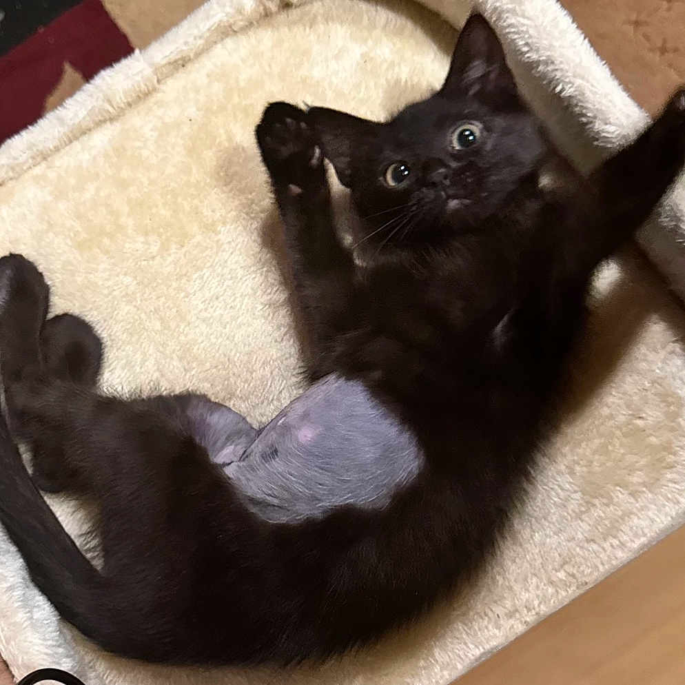 Miu joined the competition — help win amazing prizes! black_cat, kitten, pet, cat_bed, feline, stretching, indoor, fur, playful, animal, cute, wide_eyes, paw, shaved_patch, cozy, soft, resting, looking_up, domestic_cat, floor
