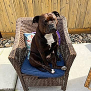 Fatguy joined the competition — help win amazing prizes! dog, wicker_chair, blue_cushion, wooden_fence, outdoor, sunlight, rocks, pet, canine, sitting, brown_dog, white_markings, paw, backyard, relaxing, furniture, portrait, animal, daylight, companion